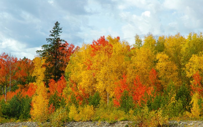 Autumn forest with colorful trees and cloudy sky