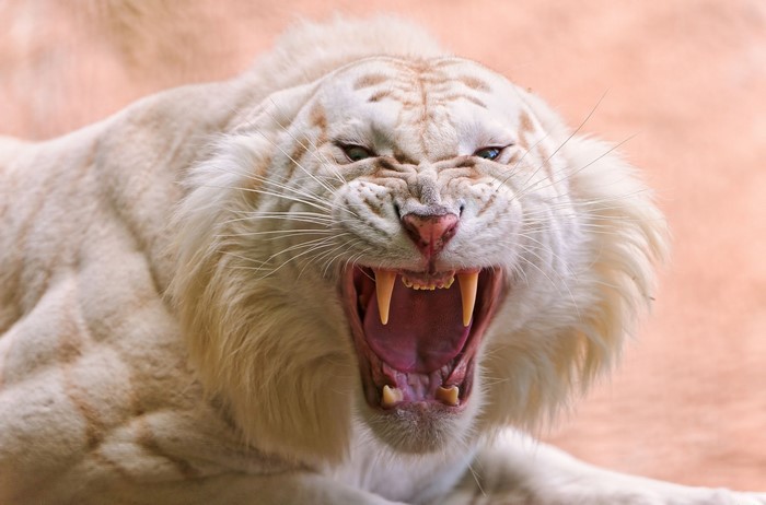 White Tiger Roaring with Mouth Open