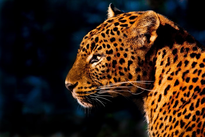 Big cats Leopards