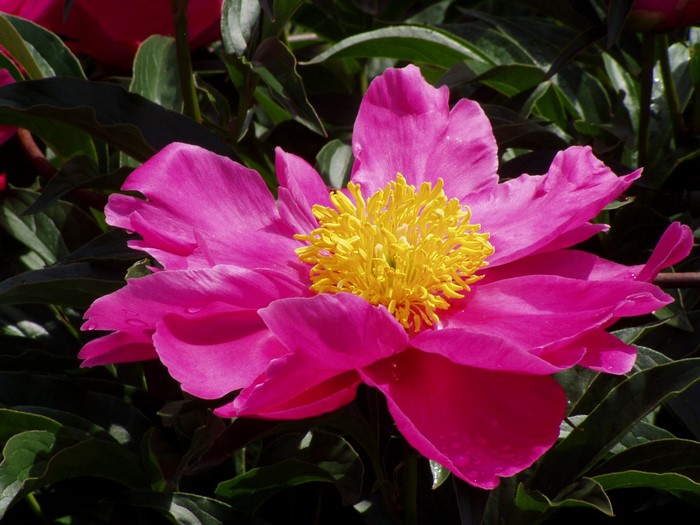 Pink Peony flower with yellow center