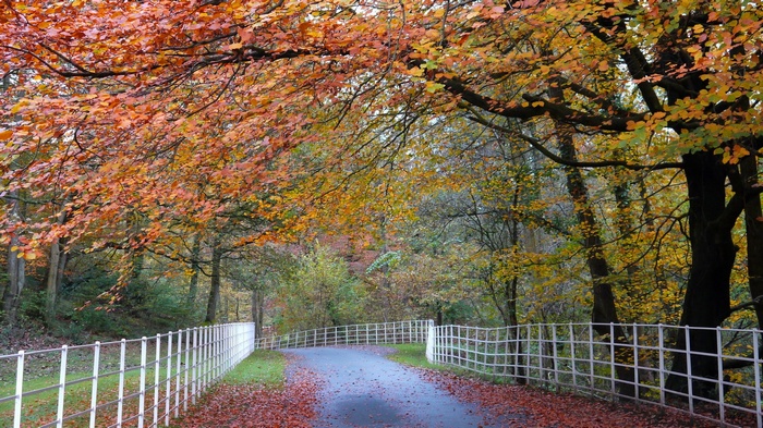 Autumn road with colorful trees and white fence