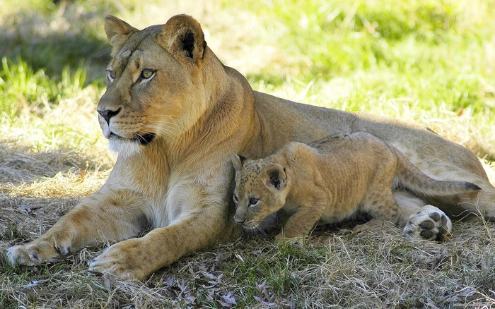 Lioness and cub resting on grassy ground