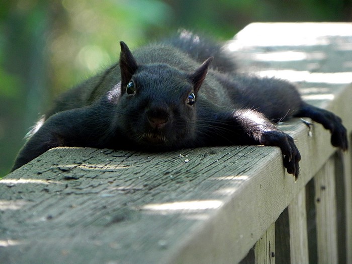 Black squirrel lying on a wooden railing