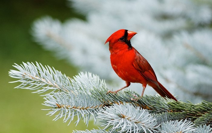 Red cardinal bird on a pine branch