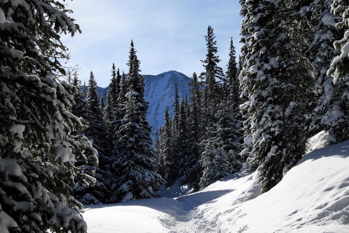 Snowy mountain path through a pine forest