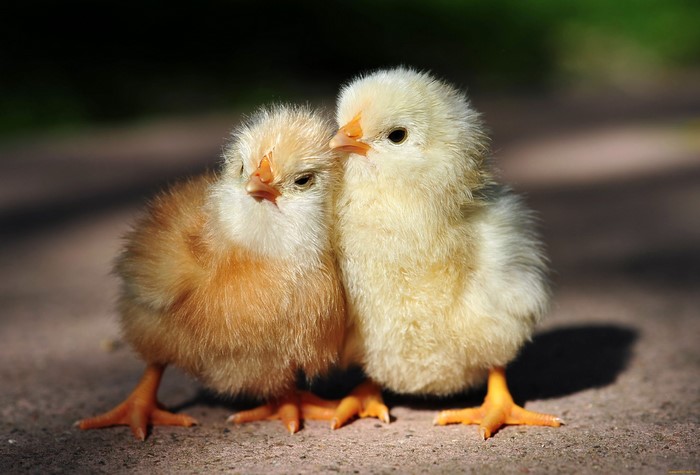 Two fluffy chicks standing close together
