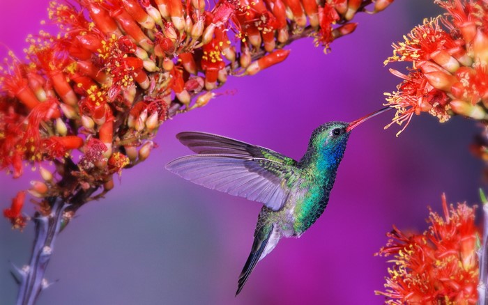 Hummingbird feeding on red flowers with purple background