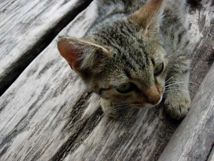 A tabby kitten on wooden planks