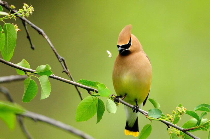 Cedar Waxwing bird on a branch with a moth