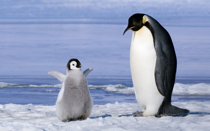 Emperor penguin and chick on ice