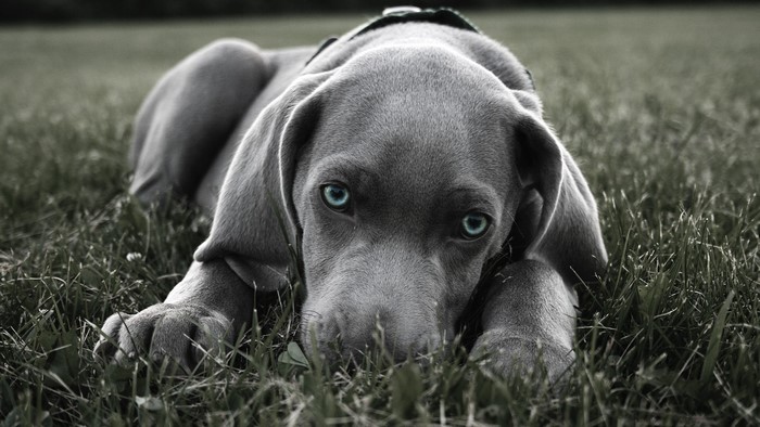 Weimaraner puppy lying in grass