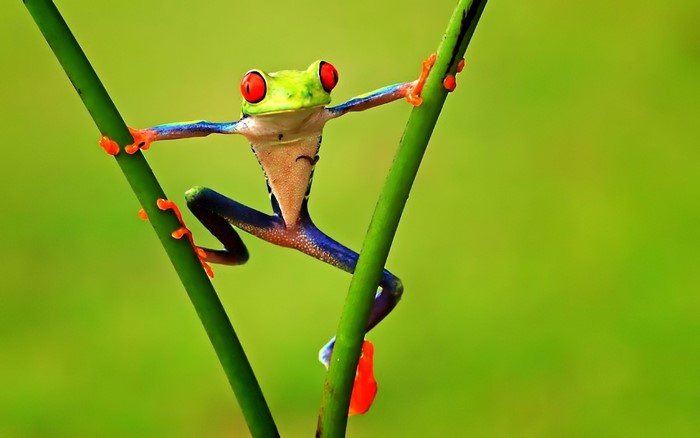 Red-eyed tree frog on green stems