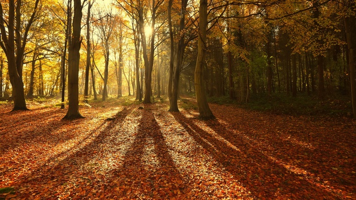 Sunlight filtering through autumn trees in a forest