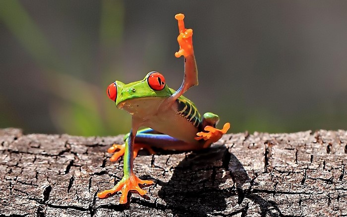 Red-eyed tree frog on a log