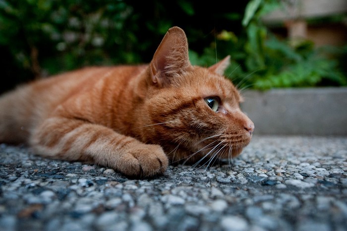 Cats