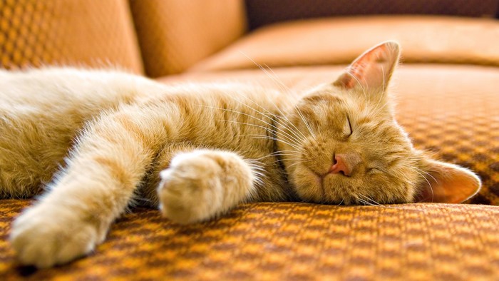 Orange cat sleeping on a couch