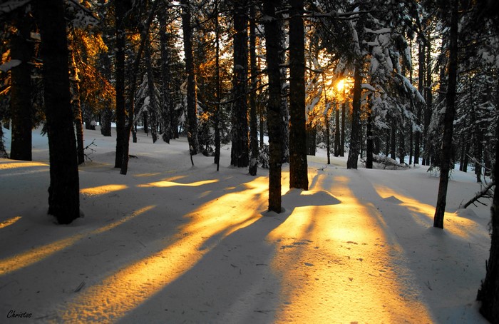 Sunlight filtering through a snowy forest