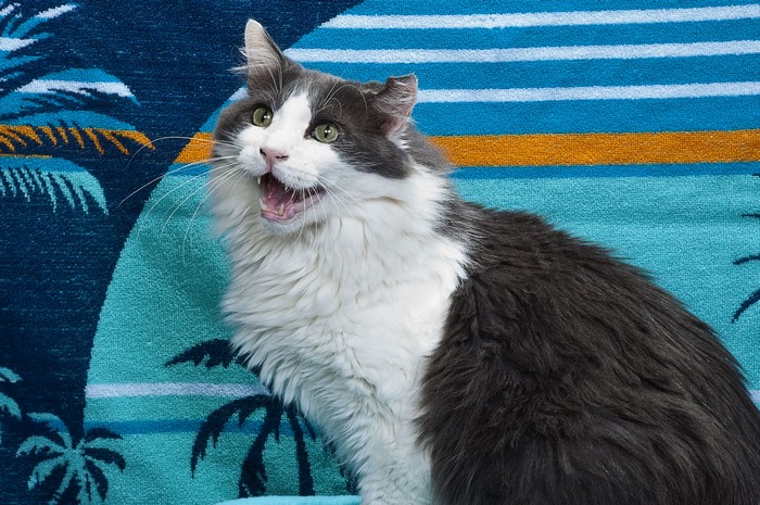 Cat on a beach towel