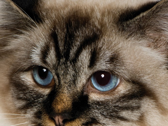 Close-up of a Birman cat's face with blue eyes