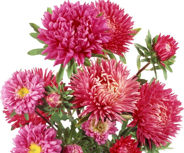 Pink Asters Flowers