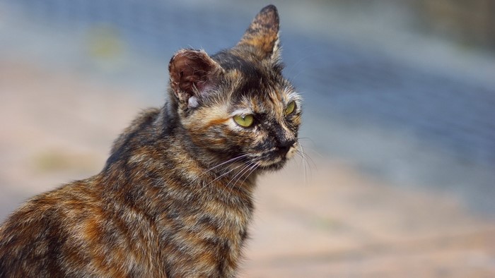 A tortoiseshell cat with green eyes looks to the side.