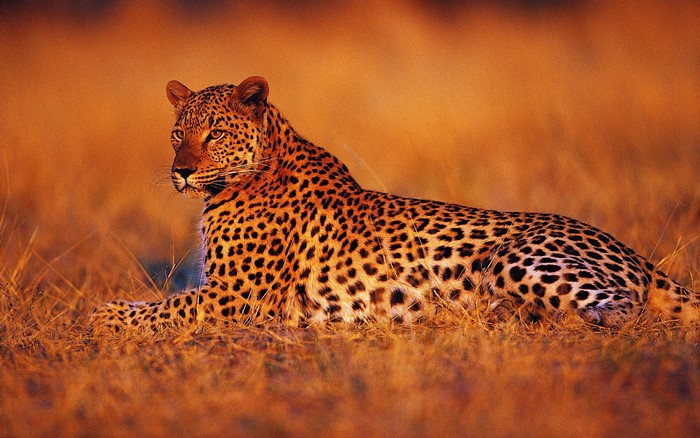 Leopard lying in dry grass at sunset