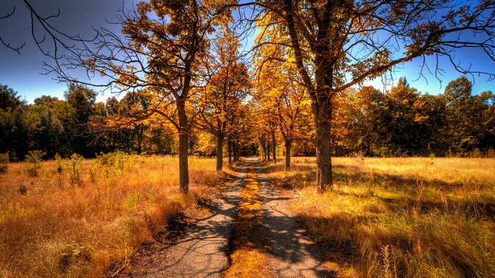 Autumn road lined with trees in fall colors
