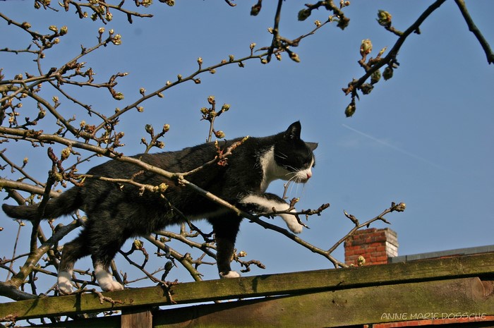 Black and white cat climbing on a fence