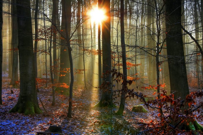Sunlight filtering through a forest in autumn