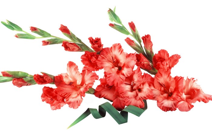 Red Gladiolus Flowers with Green Stems and Ribbon