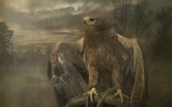 Eagle perched on a branch in a misty forest