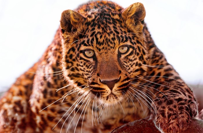Close-up of a leopard's face