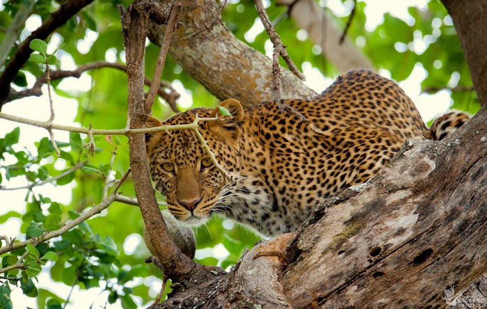 Leopard resting on a tree branch