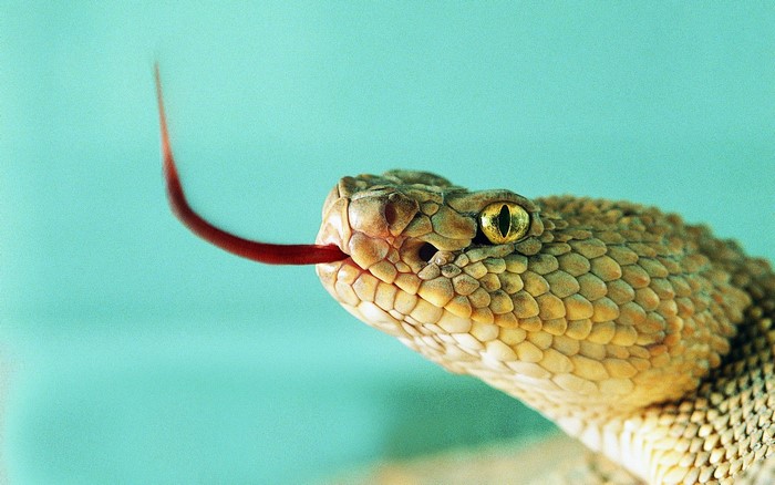 Close-up of a rattlesnake's head with tongue flicking
