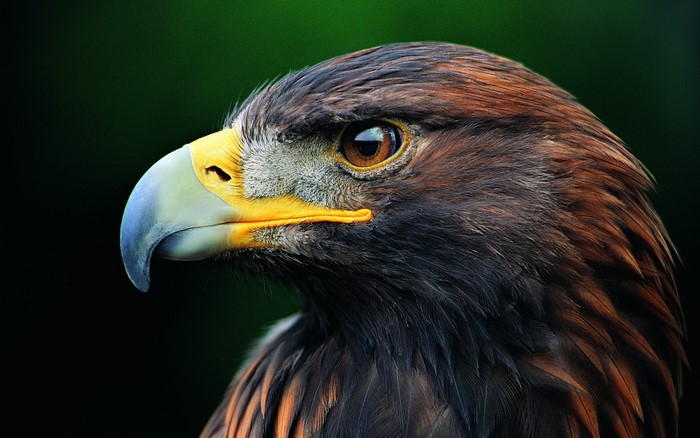 Close-up of a Golden Eagle's head