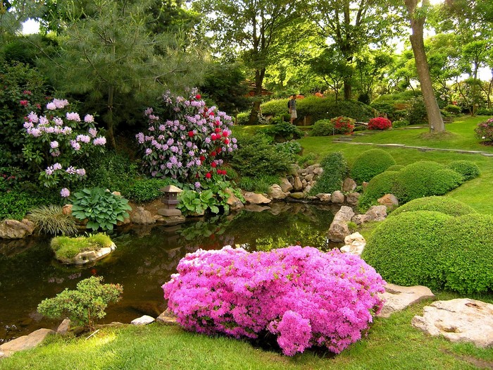 Japanese garden with pond and blooming azaleas
