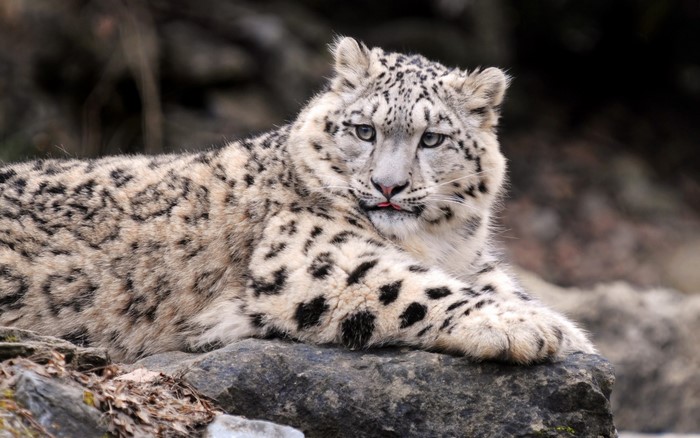 Snow leopard resting on rocks