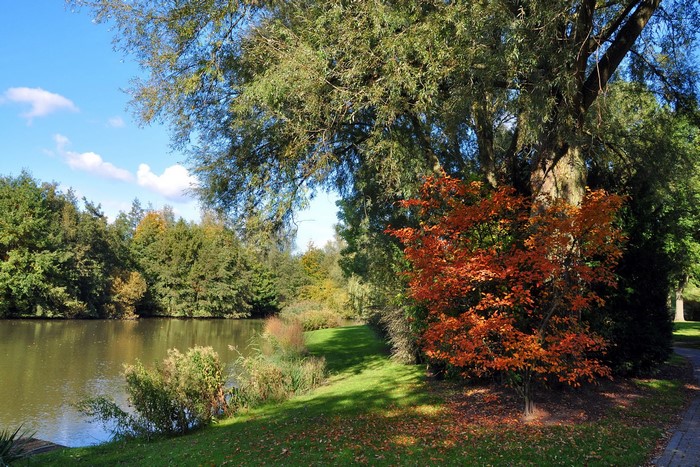 Autumn trees by a lake
