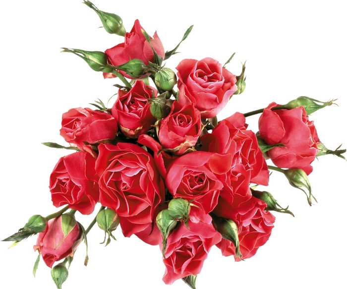 A bouquet of red roses and buds