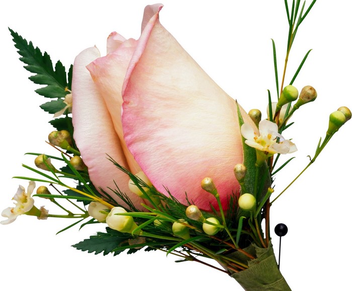Pink rose boutonniere with greenery and pin