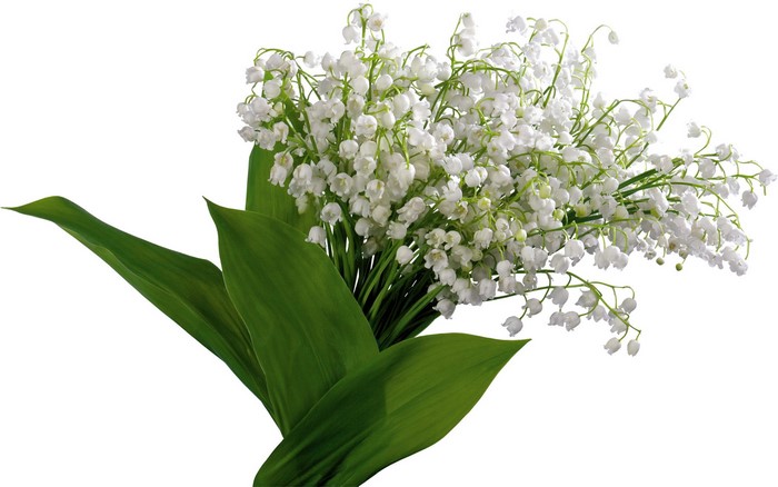 Bouquet of Lily of the Valley flowers