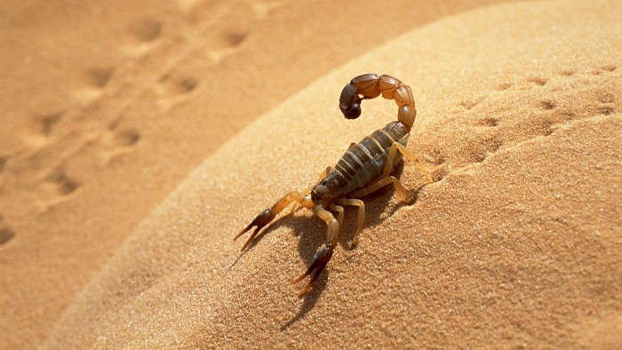 Scorpion on sand dunes with footprints
