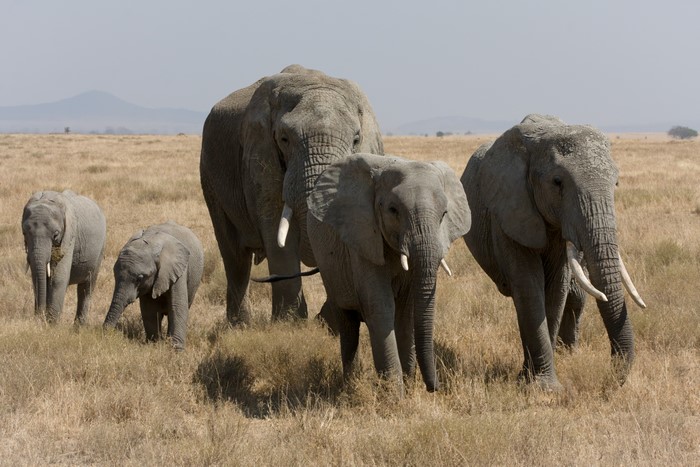 A herd of elephants in a dry grassland