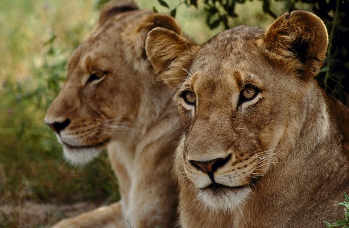 Two lions resting in a natural environment