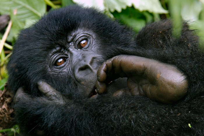 Young gorilla resting in foliage