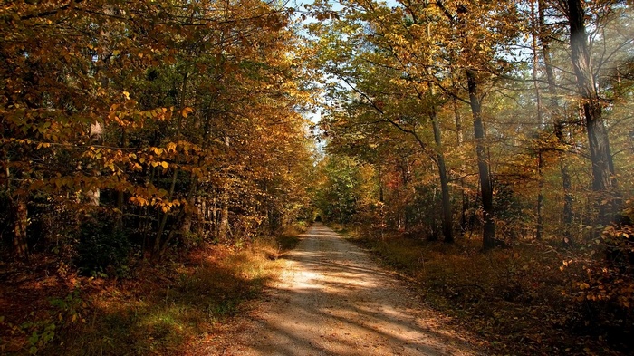 Dirt road through an autumn forest with sunbeams