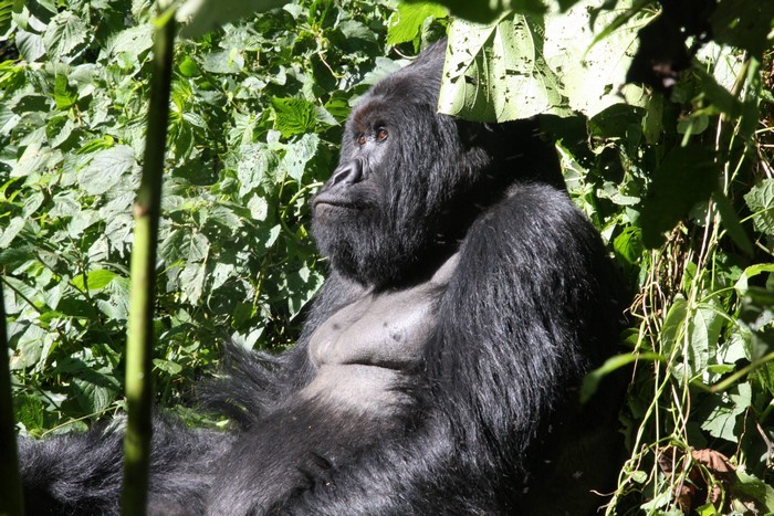 Gorilla in the forest