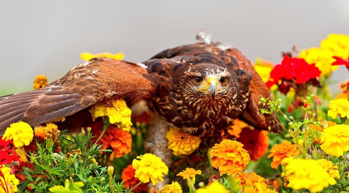Hawk perched among colorful flowers