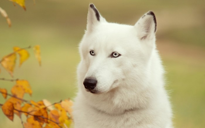 White Husky dog with blue eyes