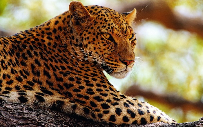 Leopard resting on a tree branch